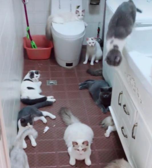 娱乐吃瓜酱出门忘关空调,娱乐吃瓜酱上演“电费刺客”  第2张