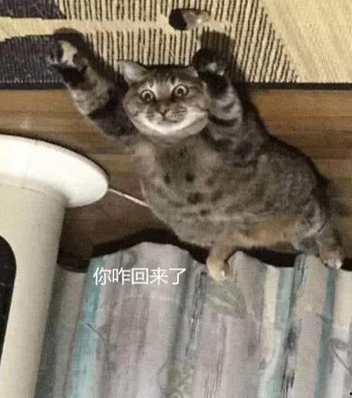 娱乐吃瓜酱出门忘关空调,娱乐吃瓜酱上演“电费刺客”  第3张